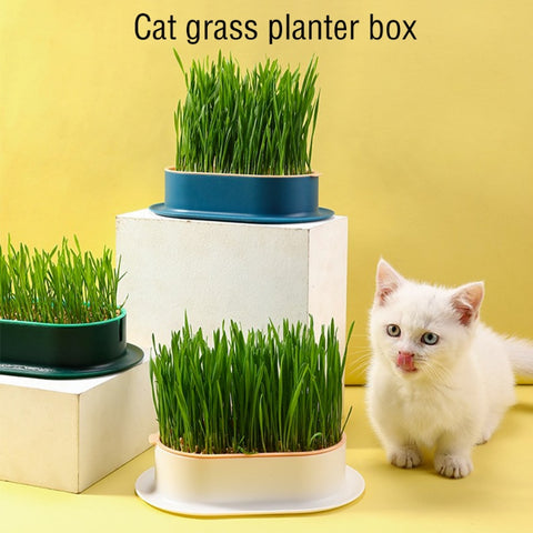 Cat Grass Planting Box Growing Kit Hydroponic Soil-Free - tuttostyle4u